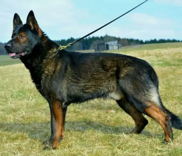 Schäferhunde vom Deutschen Rosenstamm - Bild 1