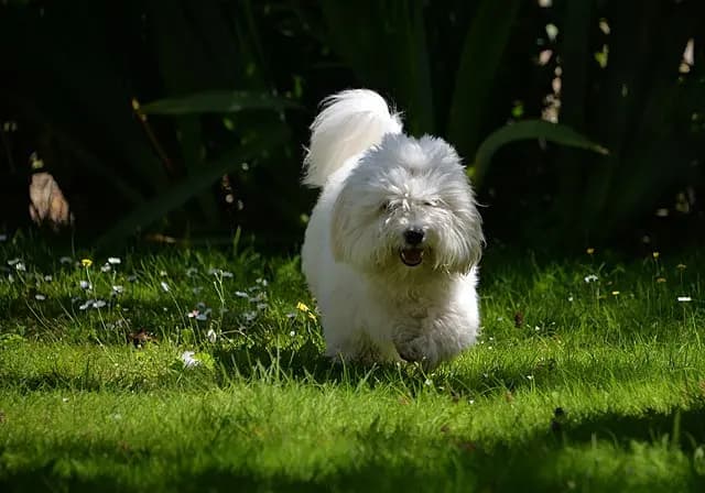 Coton de Tulear – Hunderasse