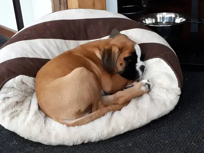 vom Elisabeth-Brunnen