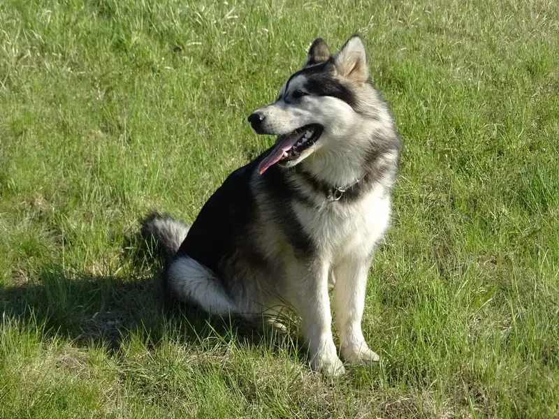 Yukon Alaska Malamutes - Bild 1