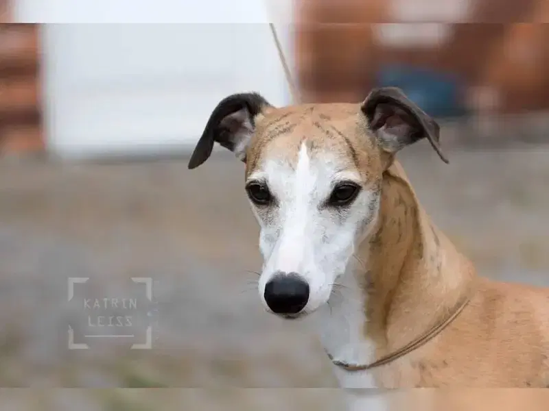 Esplendigos