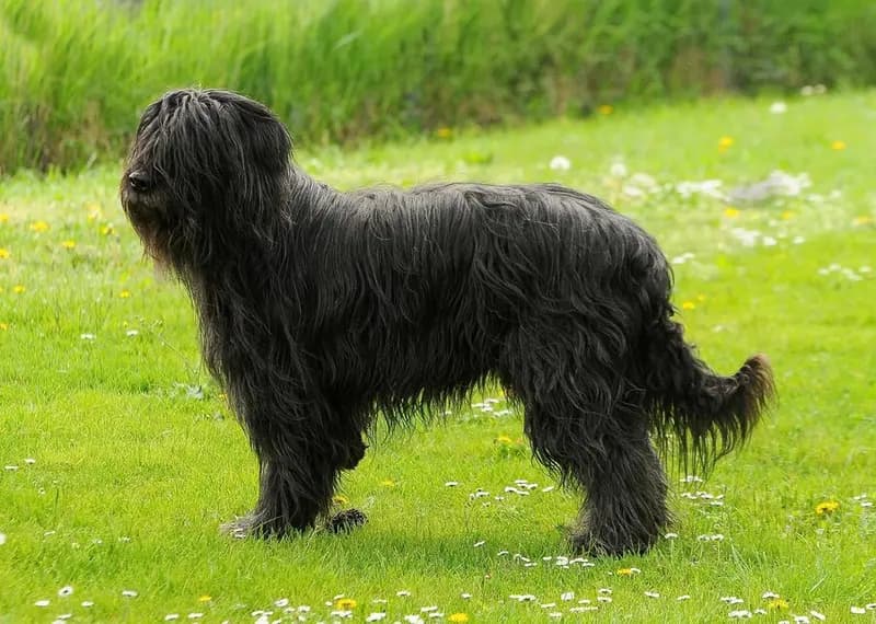 Berger de Brie (Briard) – Hunderasse