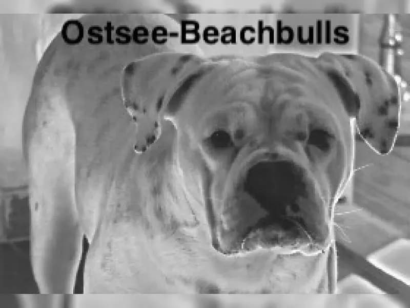 Ostsee-Beachbulls