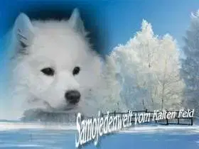 Samojeden vom Kalten Feld - Bild 1