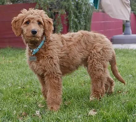 Goldendoodle – dog breed