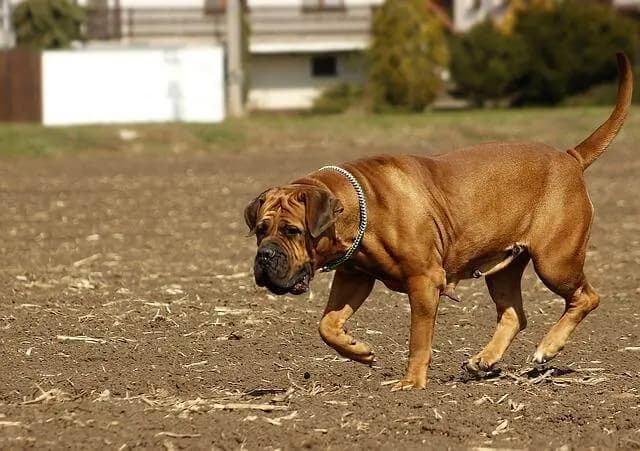 Boerboel – dog breed