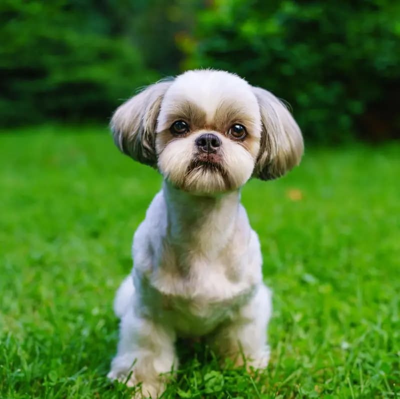 Shih Tzu – Hunderasse