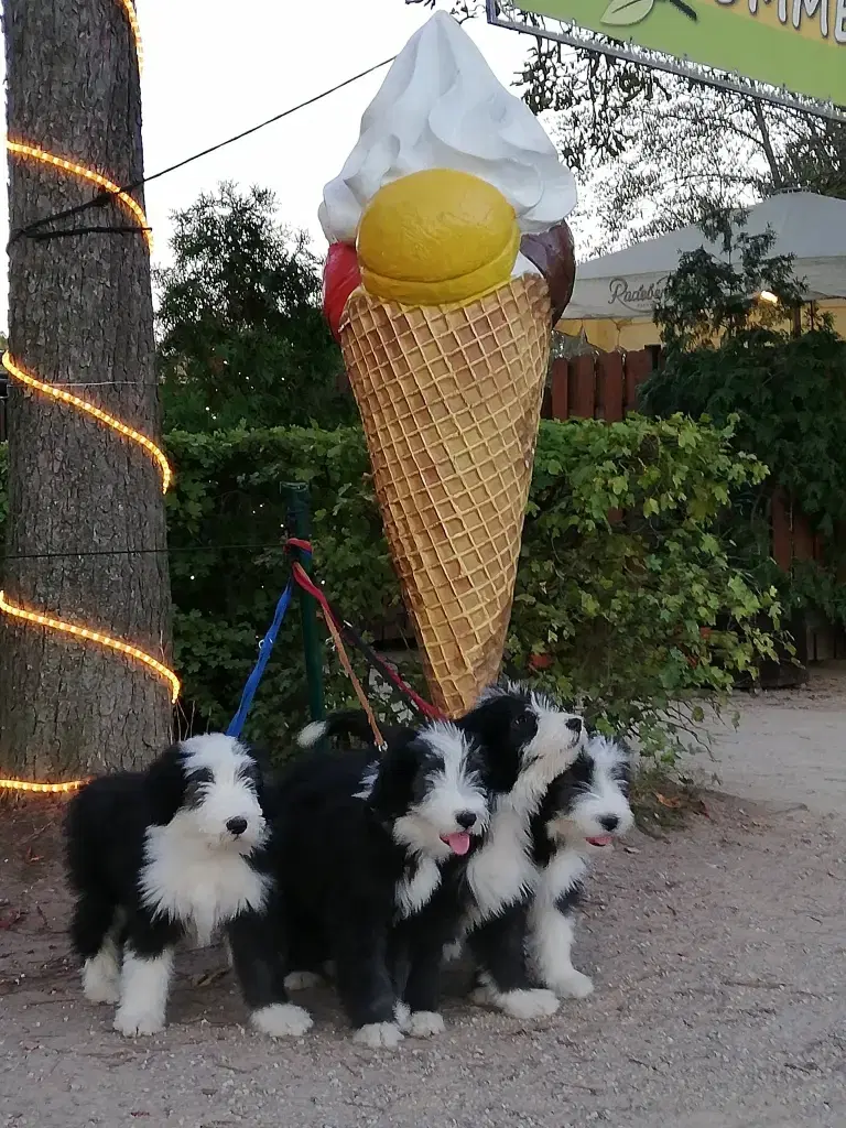 Heart Diamond Bearded Collies  - Bild 1
