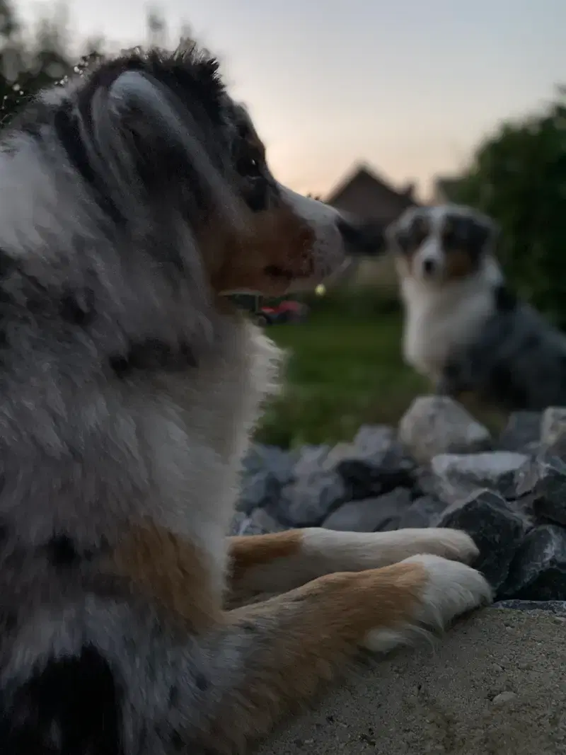 Soul Dogs Aussies - Bild 1