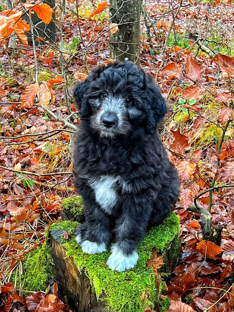 AUSSIEDOODLE - Bild 1