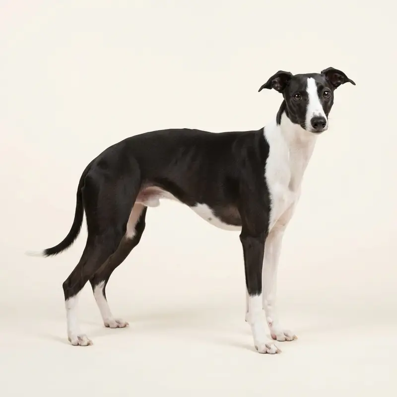 黑白色的成年惠比特犬