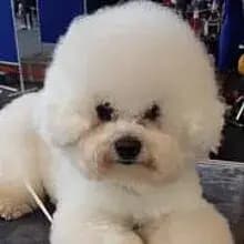 Fluffy Wonder of the Westwood