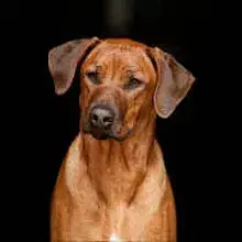 African’s Famous Chaka