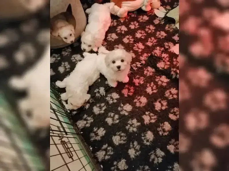 Snowball