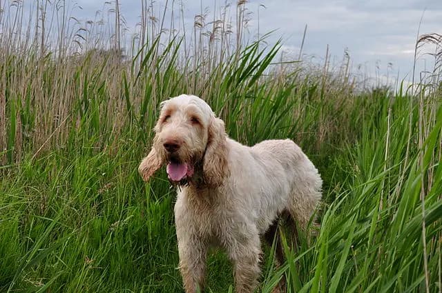 Spinone włoski – rasa psa