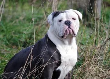 American Bulldog – dog breed