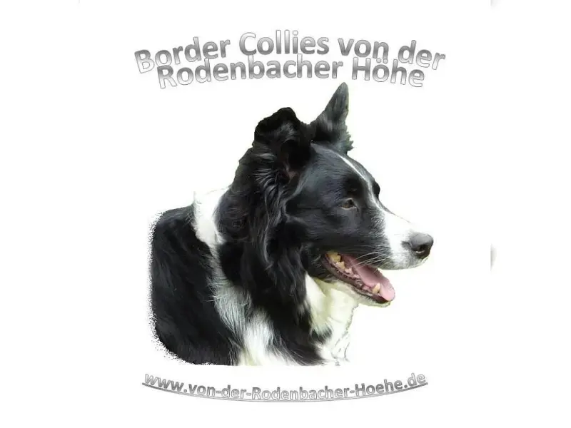 von der Rodenbacher Höhe
