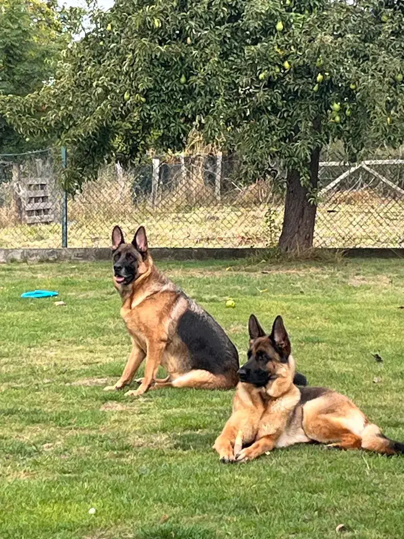 Deutsche Schäferhunde " vom Oerier Wald" - Bild 1