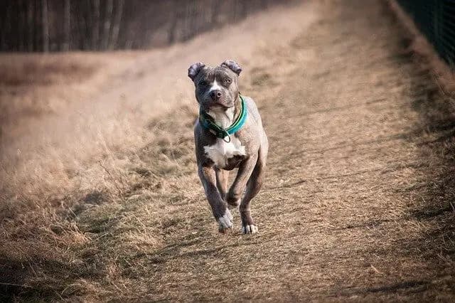 American Staffordshire Terrier – dog breed