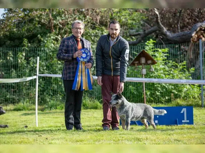 Bavarian Heelers