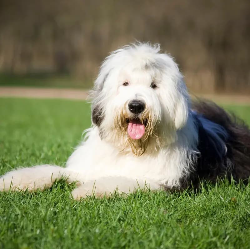 Old English Sheepdog (Bobtail) – Hunderasse