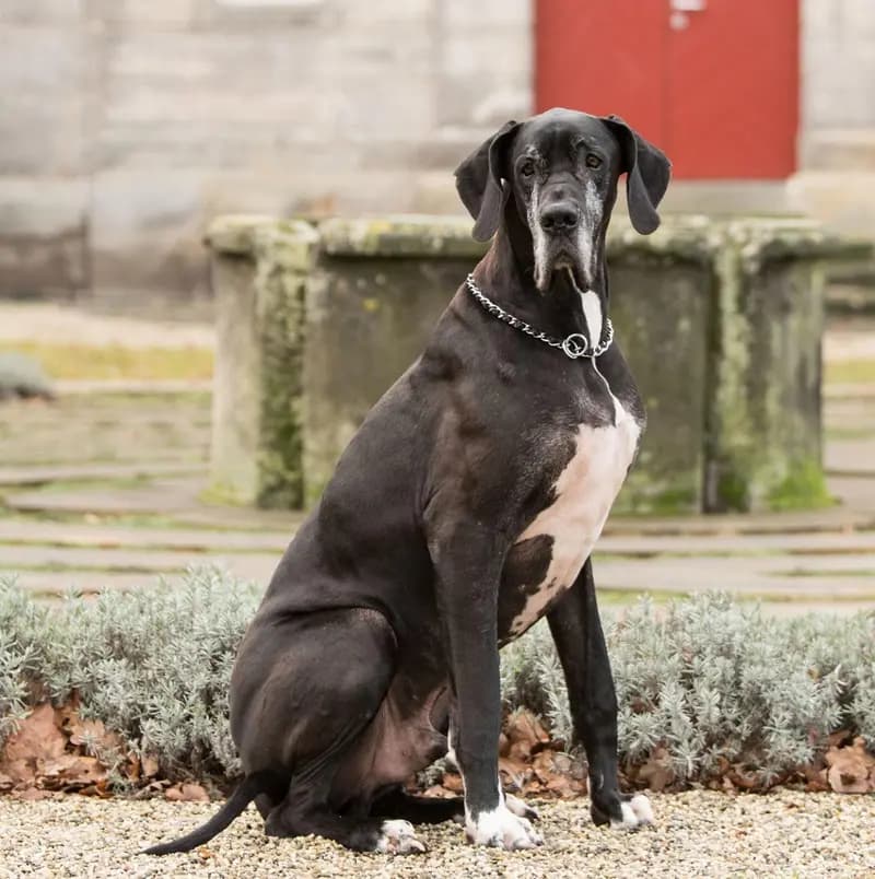 Great Dane – dog breed