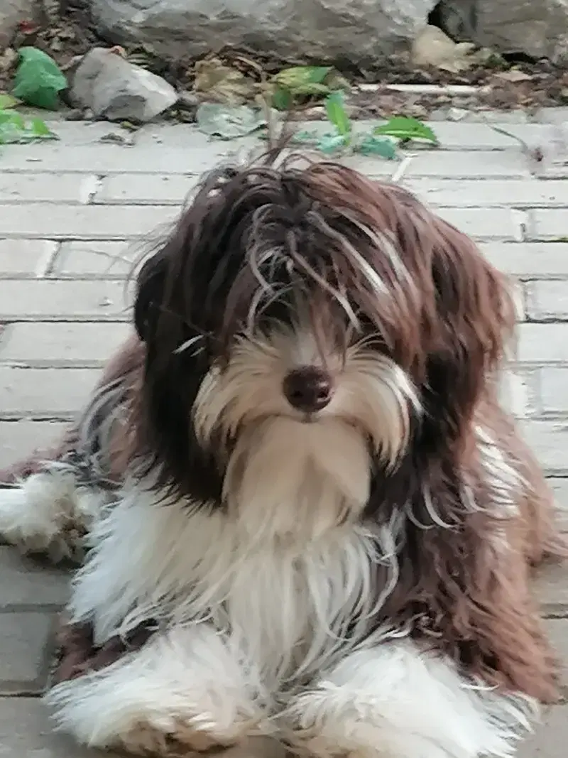 de Lupatus - Bild 1