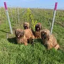 Les Amis touffus du Palatinat