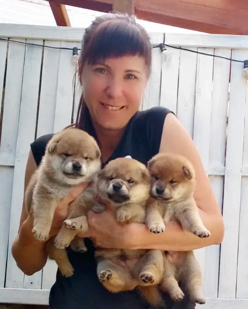 HANABI‘S Shibas  - Bild 1