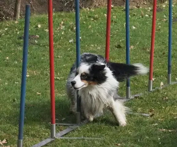 Kennel Von Pfotenstolz - Bild 1