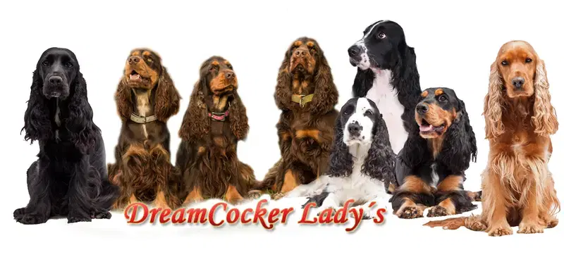 English cocker spaniel - Bild 1