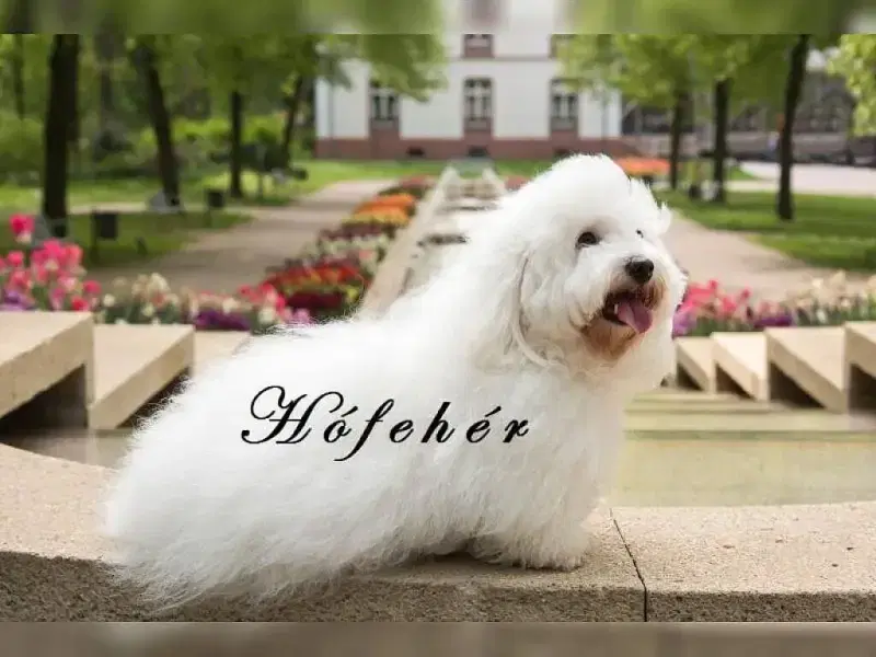 Hófehér
