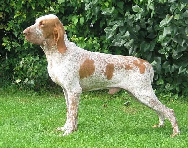 Bracco Italiano – Hunderasse
