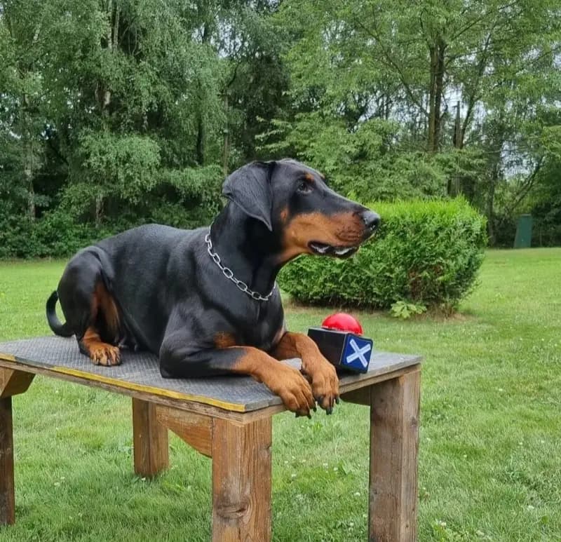 Dobermann – dog breed