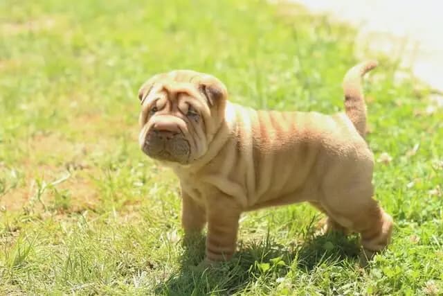 Shar Pei – Hunderasse
