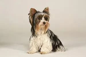Biewer Terrier – dog breed