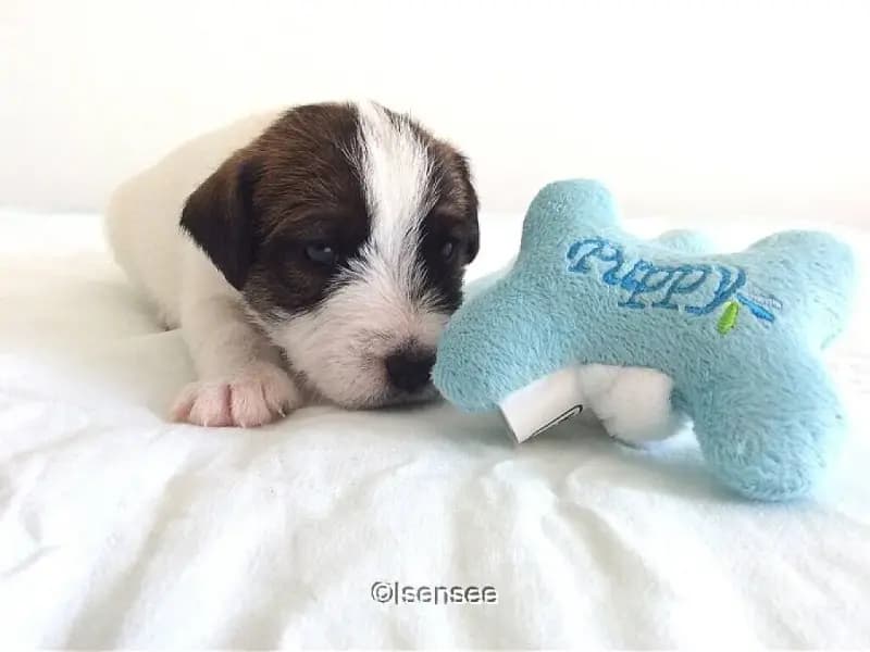 Little Dream