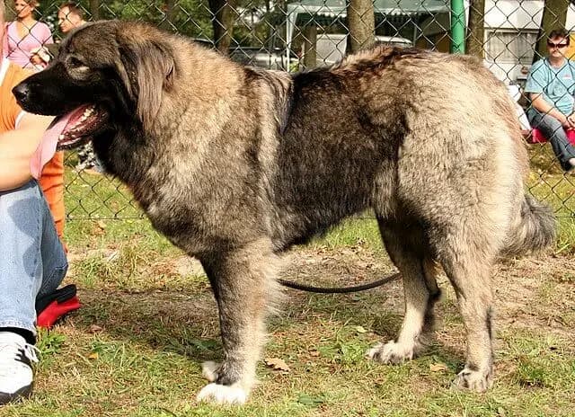 Kaukasischer Schäferhund – Hunderasse