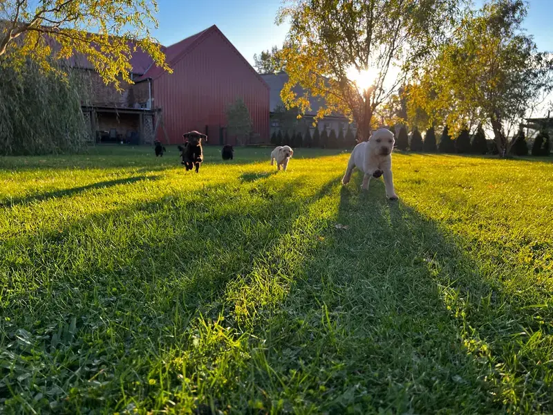 Labrador mit Herz u Verstand  - Bild 1