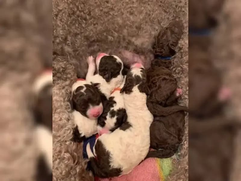 Perros vom Kreuzberghang