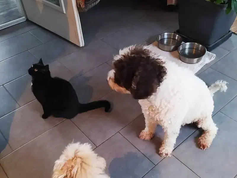 Afortunado perro de Agua Espaniol
