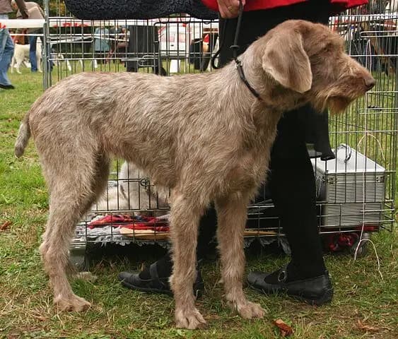 Braco Eslovaco de Pelo Duro – raça de cão