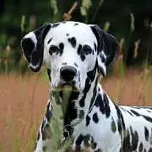 vom Schaesberger Wald