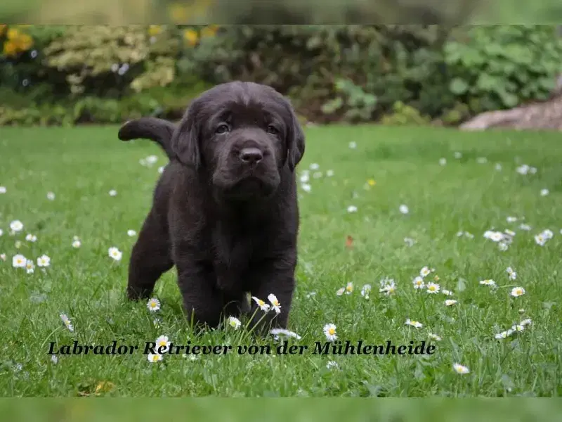 von der Mühlenheide