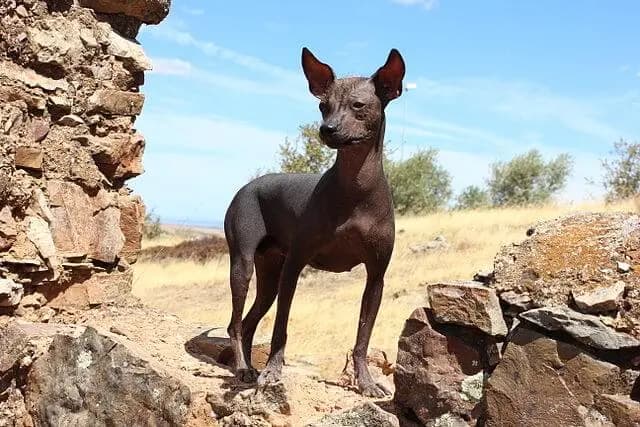 Perro sin Pelo del Peru – Hunderasse