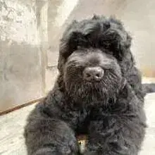 Tchörnyi Nadjeschda