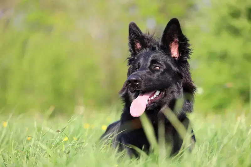 Altdeutsche Schäferhunde vom Kreuzkamp  - Bild 1