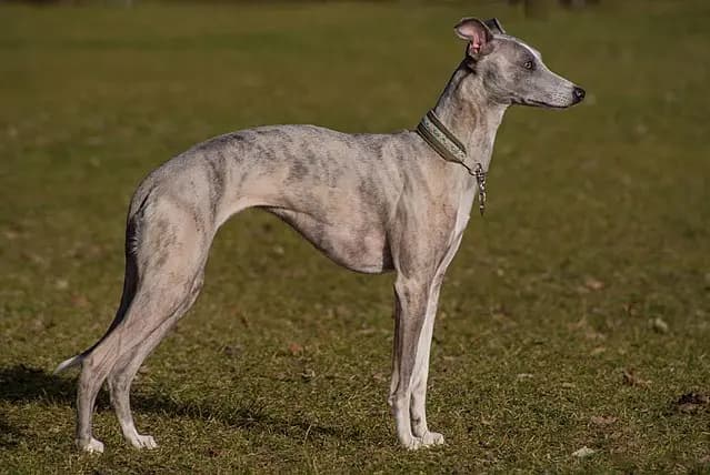 Whippet – Hunderasse