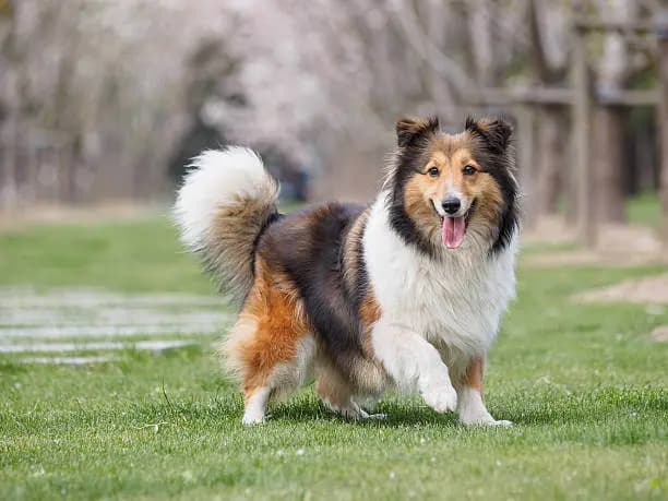 Shetland Sheepdog – Hunderasse