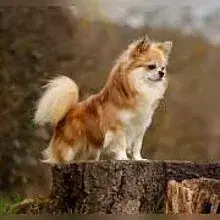 Chi of Eldorado